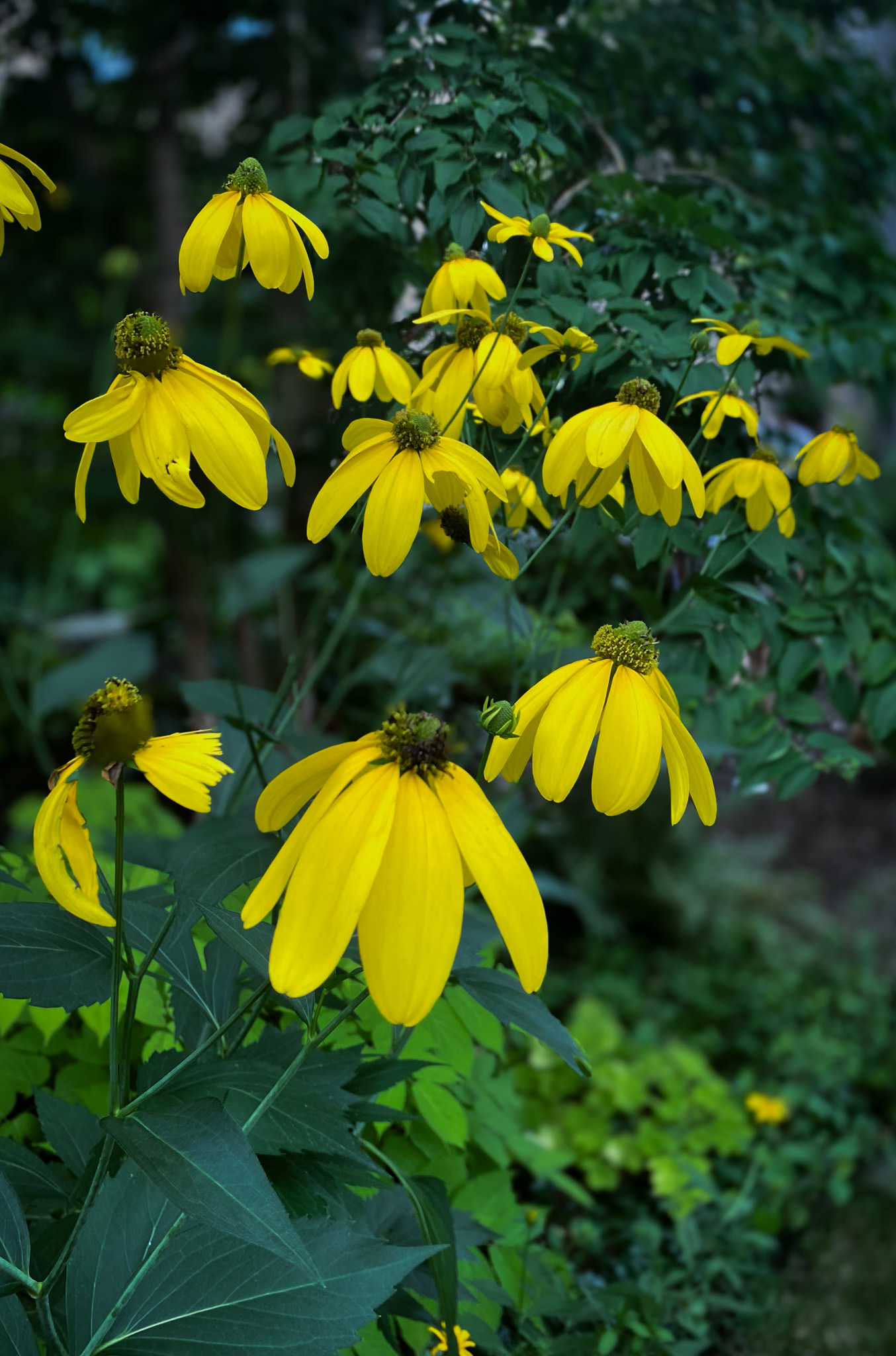 Yellow Flowers